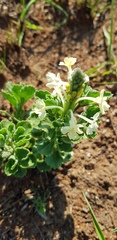 Chascanum hederaceum