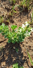 Chascanum hederaceum