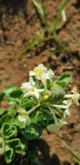 Chascanum hederaceum