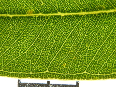 Eucalyptus broviniensis