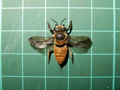 Megachile bicolor