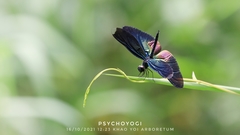 Rhyothemis plutonia