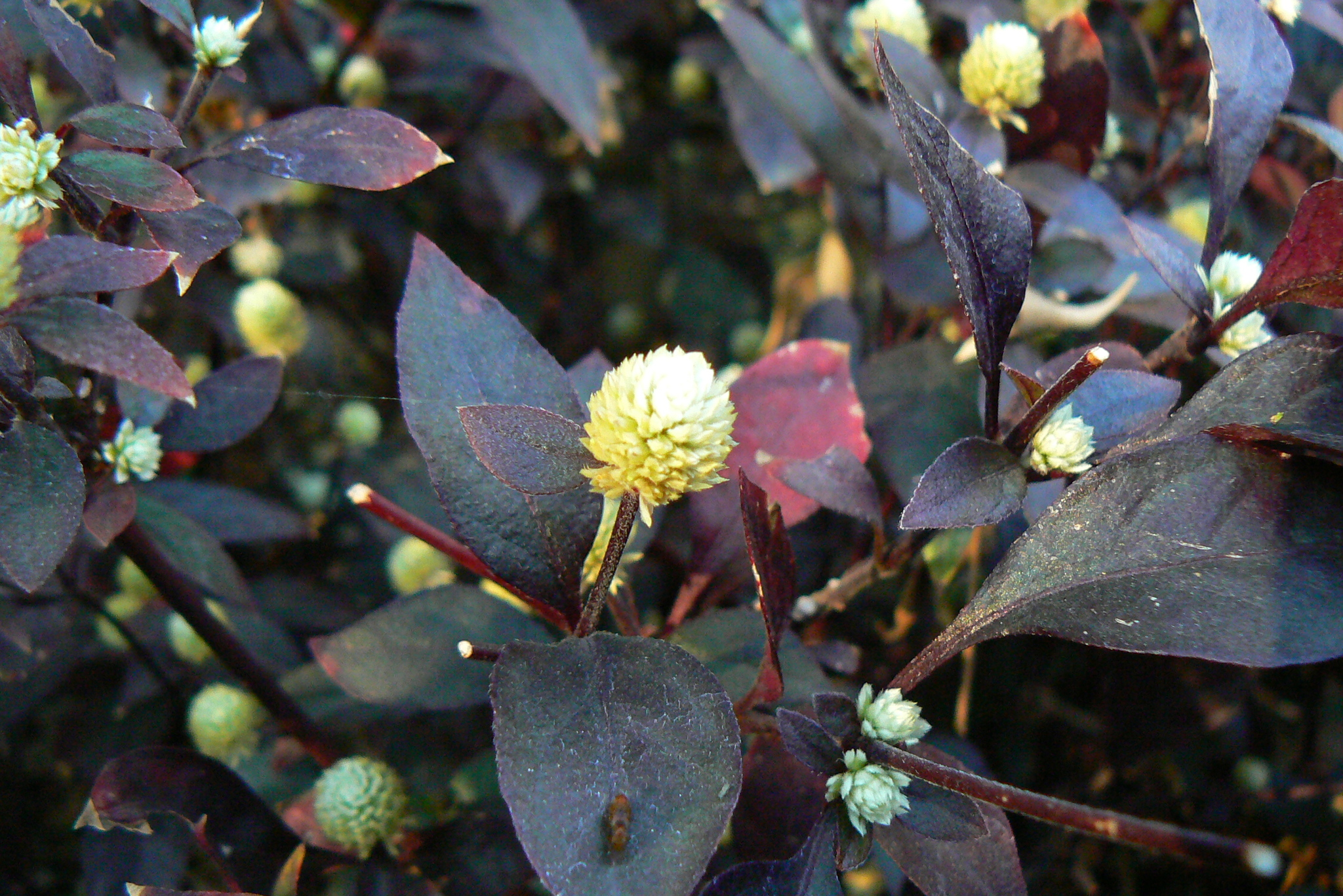Alternanthera brasiliana (L.) Kuntze Alternanthera brasiliana (L.) Kuntze