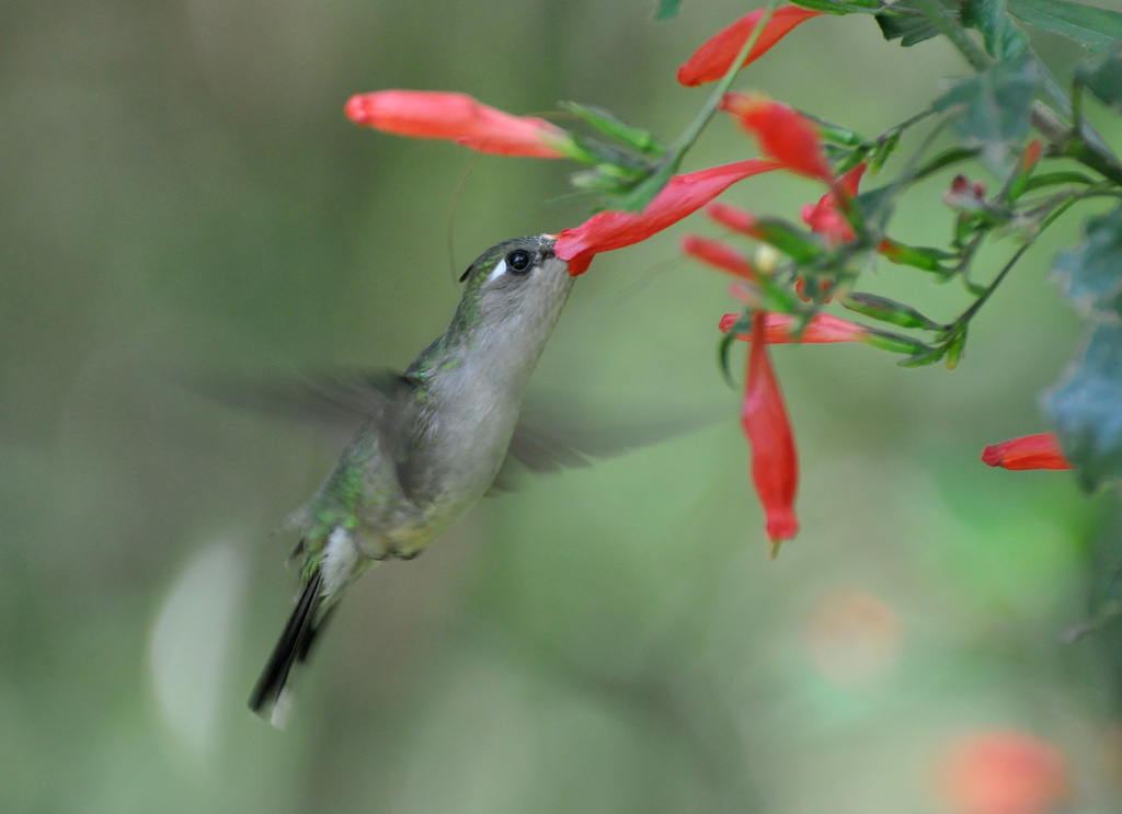 Plovercrests