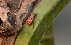 Dysdercus cingulatus