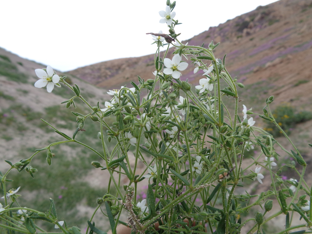 Spergularia collina