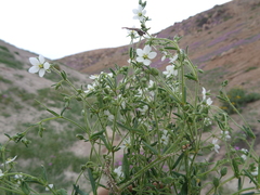 Spergularia collina