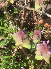 Lamium purpureum