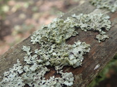 Austroparmelina labrosa