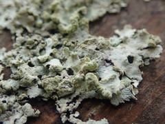 Austroparmelina labrosa