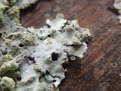 Austroparmelina labrosa