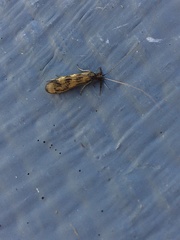 Mystacides interjectus