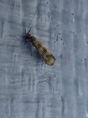 Mystacides interjectus