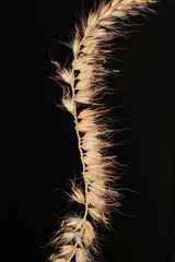 Cenchrus pedicellatus