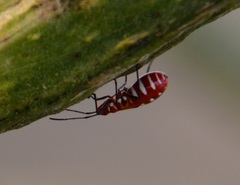 Dysdercus cingulatus