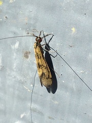 Mystacides interjectus