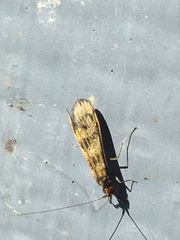 Mystacides interjectus