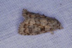 Nola eurylopha