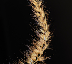 Cenchrus pedicellatus