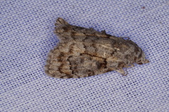 Nola eurylopha