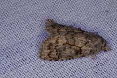 Nola eurylopha