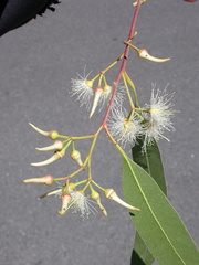 Eucalyptus camaldulensis simulata