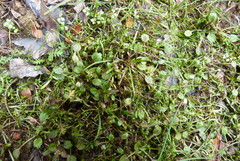 Ranunculus maculatus