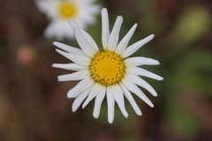 Brachyscome diversifolia