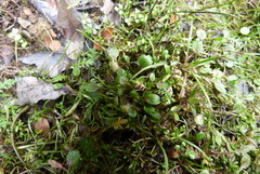 Ranunculus maculatus