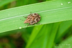 Hotea curculionoides