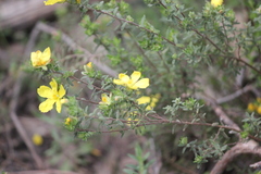 Hibbertia crinita