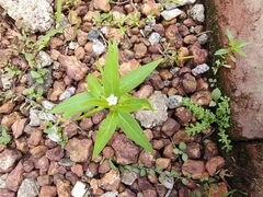 Catharanthus pusillus