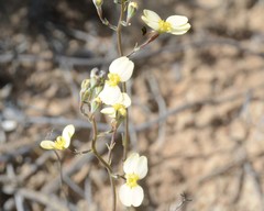 Stylidium diuroides