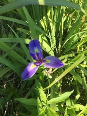 Iris brevicaulis