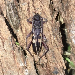Phoracantha punctata