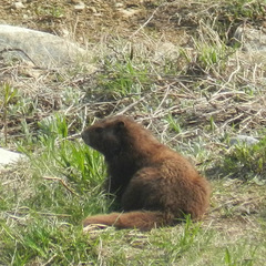 Vancouver Island Marmot photo 4