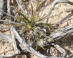 Stylidium diuroides