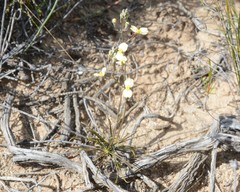 Stylidium diuroides