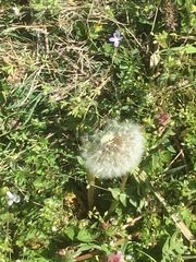 Taraxacum erythrospermum