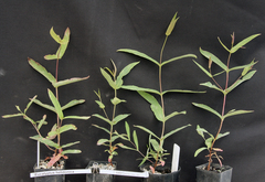 Eucalyptus helidonica