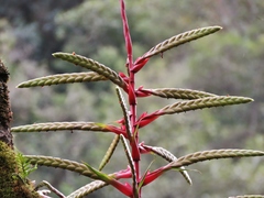 Tillandsia fendleri