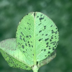 Polythrincium trifolii