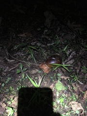 Megalobulimus popelairianus