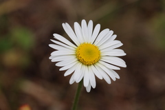 Brachyscome diversifolia
