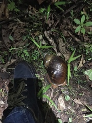 Megalobulimus popelairianus