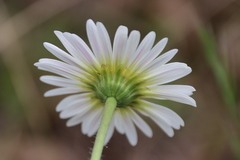 Brachyscome diversifolia