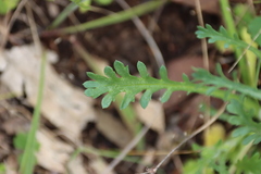 Brachyscome diversifolia