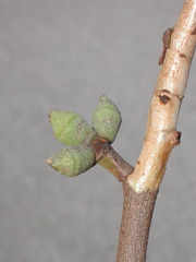 Eucalyptus williamsiana