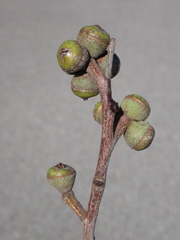Eucalyptus williamsiana
