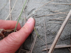 Ozothamnus leptophyllus